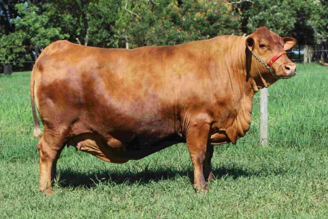 02-1DoadoraGrama142-