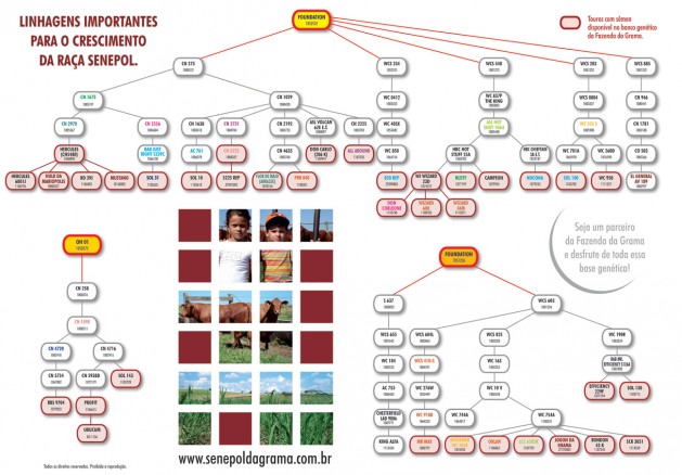 arvore genealogica fazendadagrama-grande